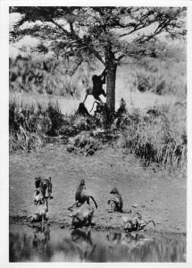 BR88951 baboons punda maria   kruger  real photo south africa  animal animaux