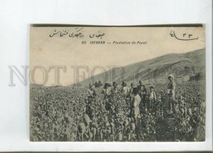 472829 Iran Persia Isfahan opium poppy plantation Vintage postcard