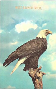 Postcard~American Bald Eagle~West Branch, Michigan~A46