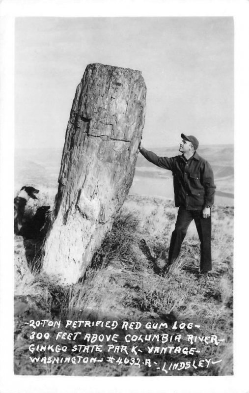 RPPC Petrified Red Gum Log Ginkgo State Park Vantage, WA c1950s Vintage Postcard