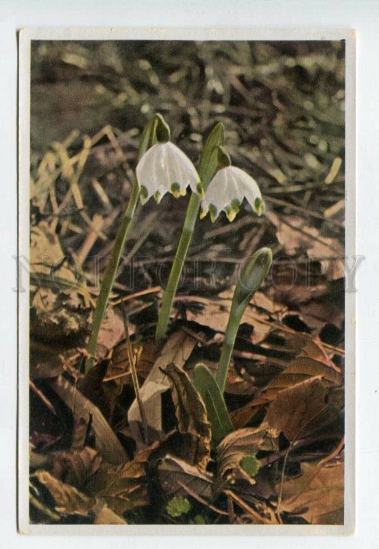 428079 Flower Leucoium vernum Vintage Sammelwerk Tobacco Card w/ ADVERTISING