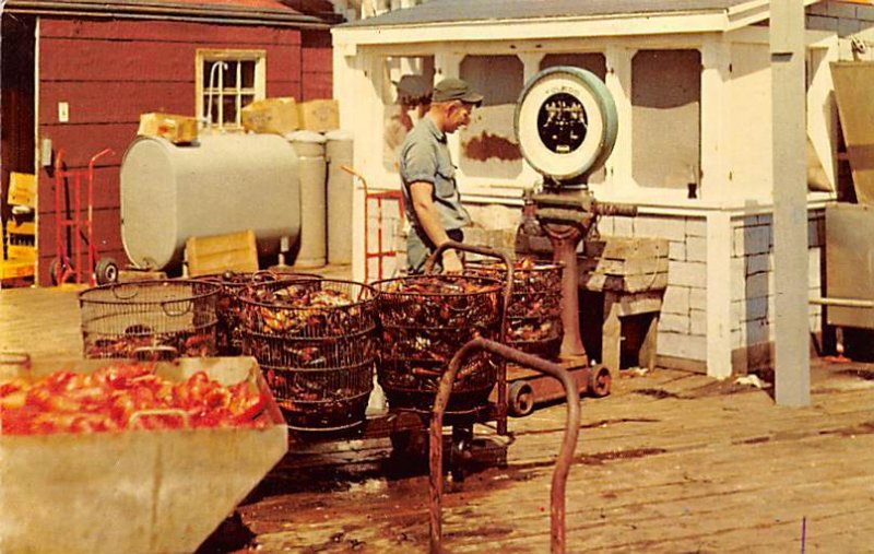 Maine Lobster Weighing Station Lobster Unused 