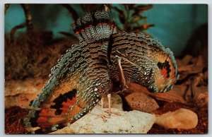 Animals~Male Sun-Bittern Bird W/ Wings & Tail Fanned @ St Louis Zoo~Vtg Postcard