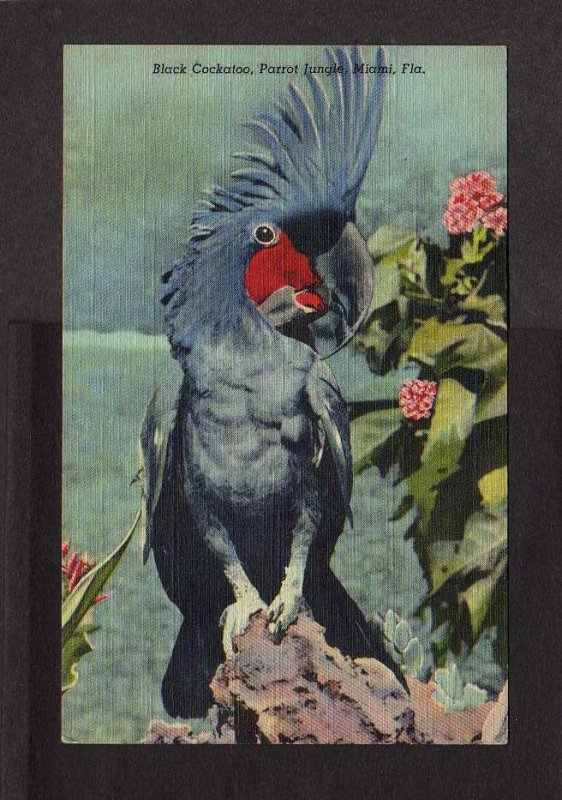 FL Cockatoo Parrot Jungle Zoo Birds Miami Florida Linen Postcard