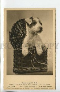 440208 FOX TERRIER Dog CHARITY ADVERTISING Society Protection Animals Verviers 