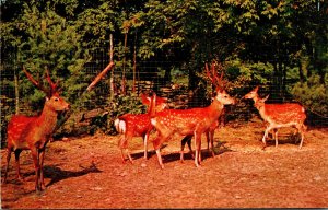 New York Catskill Game Farm Dybowski Deer From The Swamps Of Manchuria