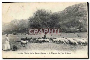 Old Postcard Chain La Sainte Baume and the Plateau Plan Aups Female Sheep