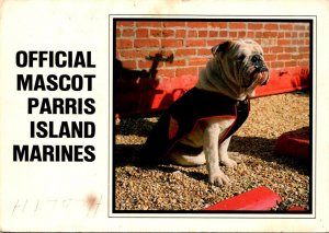 South Carolina Parris Island Official Mascot Of The Marines Thor Bulldog 1989
