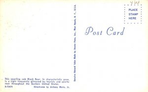 Yearling Cub Black Bear USA Postcard