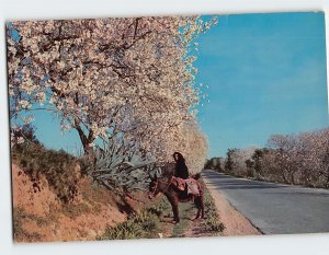 Postcard Blossomed almond trees, Portugal