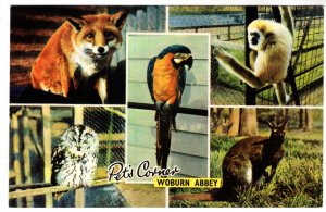 Parrot, Owl, Kangaroo, Monkey, Fox, Pets Corner, Woburn Abbey, Woburn Sands