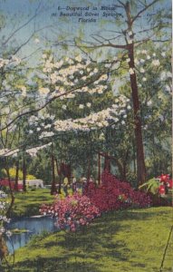 Florida Silver Springs Dogwood Tree In Bloom Curteich