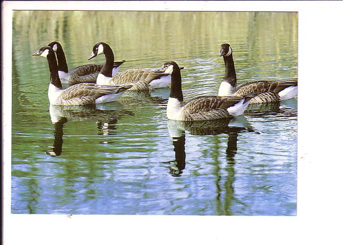 Canada Geese, North American Wildlife