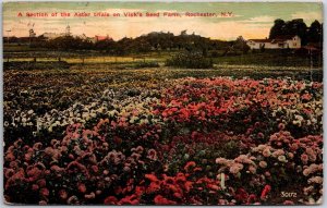 1911 Secion Of Aster Trials Vick's Seed Farm Rochester New York Posted Postcard