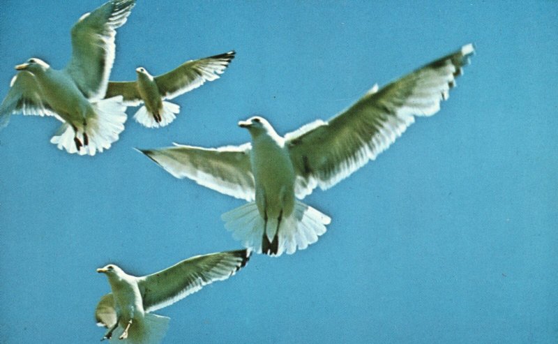 Vintage Postcard View Seagulls Birds in Flight Along the Rock Bound Maine Coast