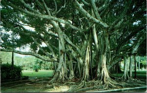 Banyan Tree Ringling Museum Sarasota Florida FL Postcard UNP VTG Koppel Unused 
