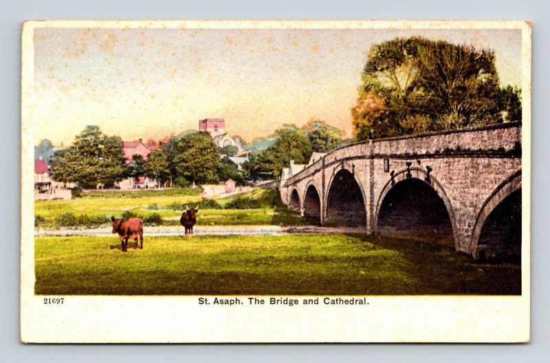 St Asaph Bridge Cathedral Antique Postcard UNP Unused DB Cows 