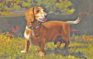 Dachshund Male Dog In The Field Linen Postcard