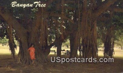 Banyan Tree - Maui, Hawaii HI