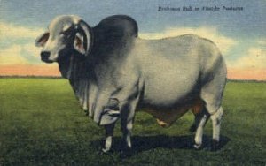 Brahman Bull - Misc, Florida FL  