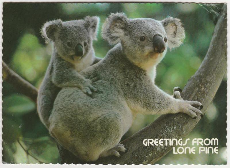 Greetings from Lone Pine - Koala Bear Sanctuary, Australia