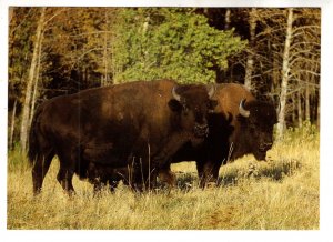 Prairie Buffalo