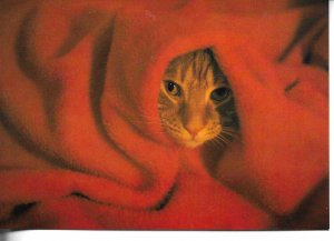 Cat hidden in a red blanket Modern Spanish photo postcard 1970s