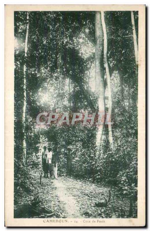 Africa - Africa - Cameroun - a Corner of forest - CPAÂ 