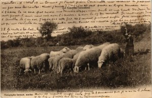 CPA Folklore - Auvergne - Cantal - Moutons d'Auvergne au Paturage (773029)