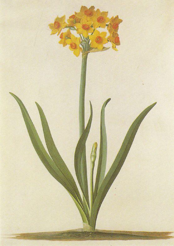 Narcissus GD Ehret Watercolour London Museum Flower Painting Postcard