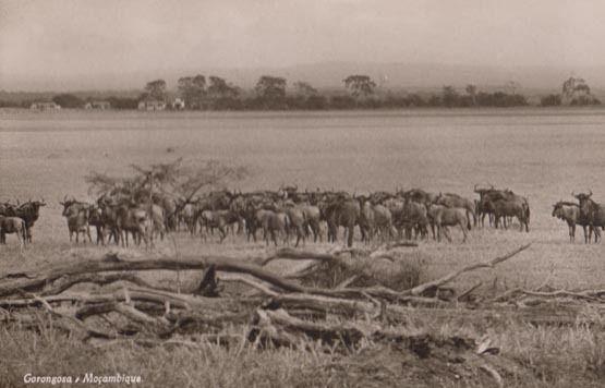 Gorongosa Mozambique Rift Valley Herd Of Cattle RPC South African Postcard