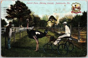 1909 Ostrich Farm Driving Ostrich Jacksonville Florida Antique Posted Postcard