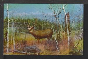 Mule Deer Exhibit,Denver Museum Natural History,CO Postcard 