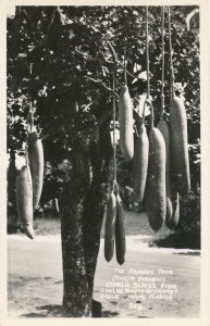 RPPC Sausage Tree at Charlie Black's Place - Coconut Grove, Miami FL, Florida