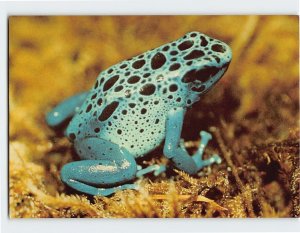 Postcard Poison Dart Frog, Omaha's Henry Doorly Zoo, Omaha, Nebraska