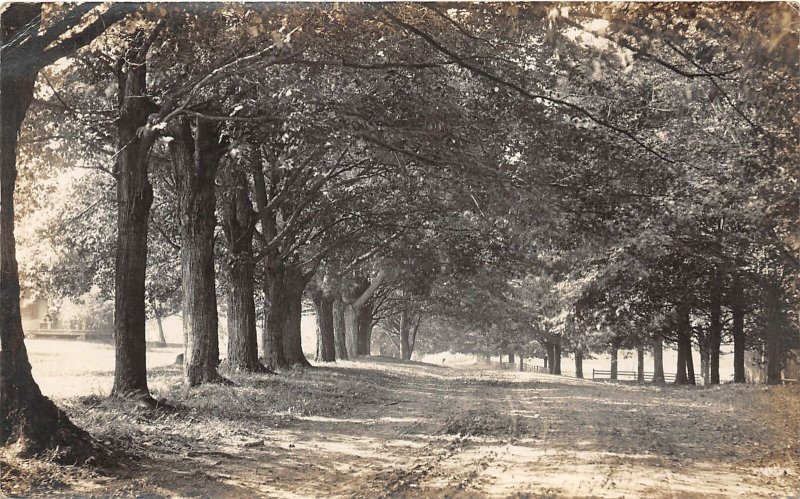 F46/ Jefferson Ohio RPPC Postcard 1914 Ashtabula Road Big Trees