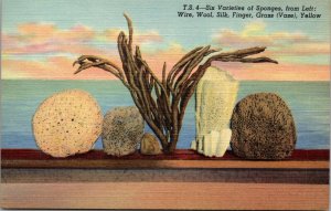 Postcard FL Tarpon Springs Sponges linen UNPOSTED POSTCARD  