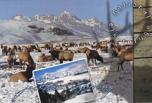 Wyoming Jackson National Elk Refuge