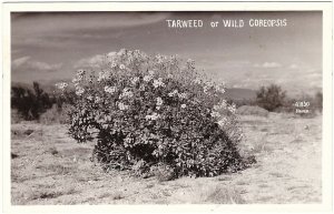 Tarweed, Wild Coreopsis, Vintage Real Photo Postcard, RPPC