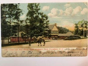 Vintage Postcard 1901-1907 Camel & Boat House Roger Williams Park Providence RI