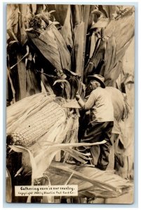 1910 Gathering Exaggerated Corn Farming Farm Columbus OH RPPC Photo Postcard