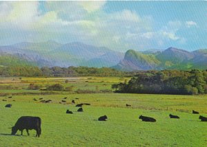 Wales Postcard - Looking Up Dysynni Valley To Cader Idris and Bird Rock - TZ5493