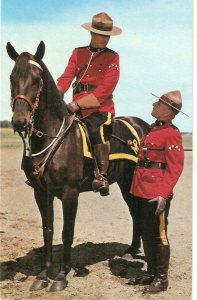 Royal Canadian Mounted Police on Horse Nice vintage Canada Postcard