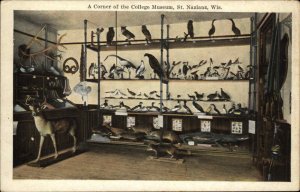 St Nazlanz Wisconsin WI College Museum Taxidermy Deer Birds Vintage Postcard