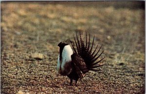 Postcard ANIMAL SCENE Rock Springs Wyoming WY AO3698