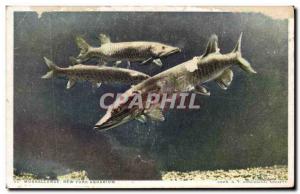 Postcard Old Muskallunge Norhtern United States and Canada Largest Pike family