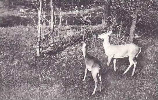 Maryland Oakland Native Wild Deer Albertype