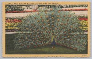 Animal~Royal Strutter Peacock In Lambert Gardens Portland OR~Vintage Postcard