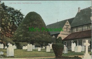 Hampshire Postcard - The Yew Tree, Twyford Churchyard   RS26721