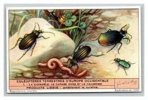 Vintage Liebig Trade Card - French - 5 of the Land Beetles Set - Missing #6